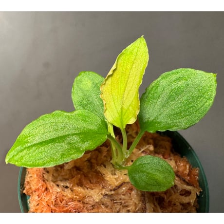 ホマロメナ | STORES