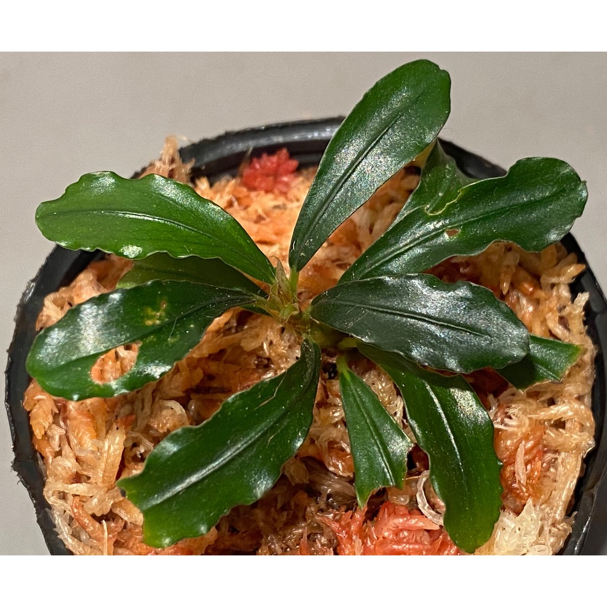 Bucephalandra motleyana 問屋便 | M・R・G・R