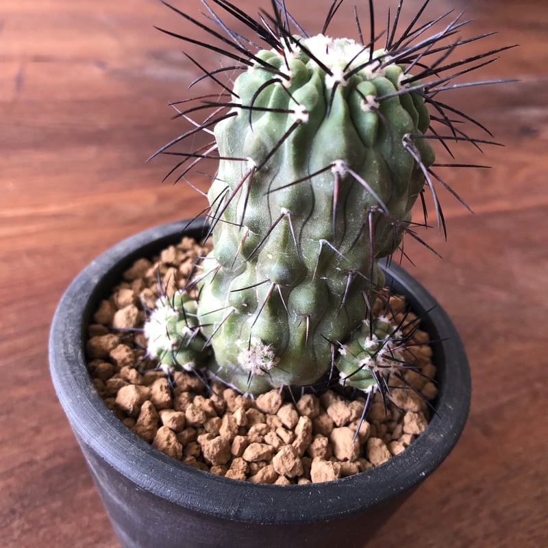 Copiapoa dealbata | EL Damian