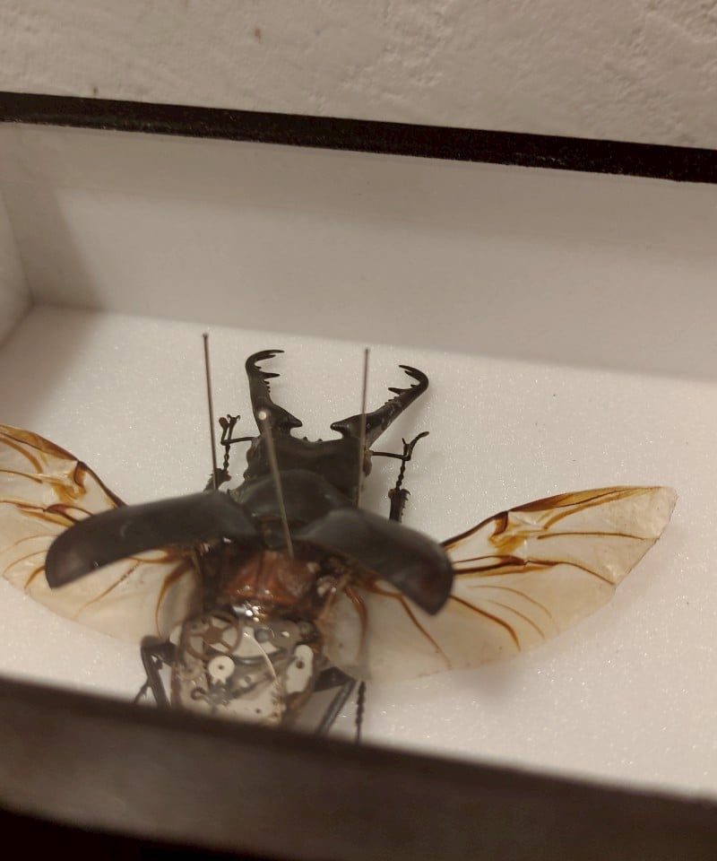 うつせみ標本屋／機械仕掛けの昆虫標本(ギラファノコギリクワガタ