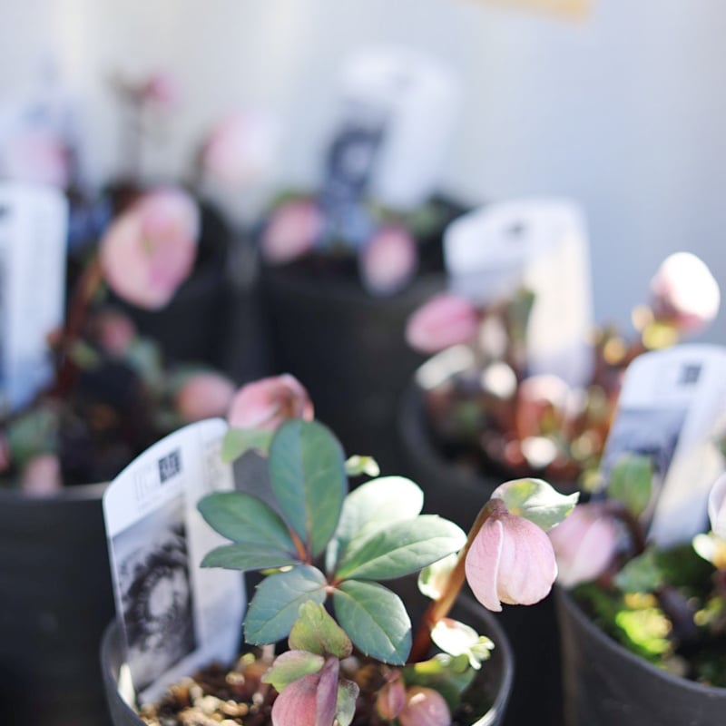 広瀬園芸クリスマスローズ ピンクニゲル4.5寸 | coconiwa