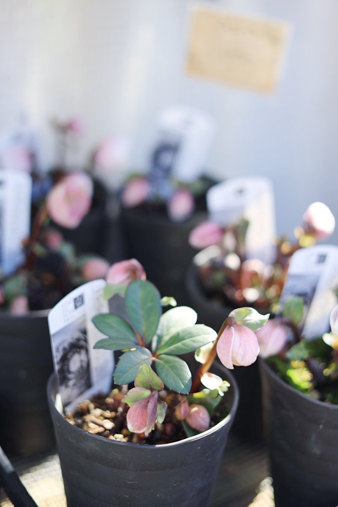 広瀬園芸クリスマスローズ ピンクニゲル4.5寸 | coconiwa