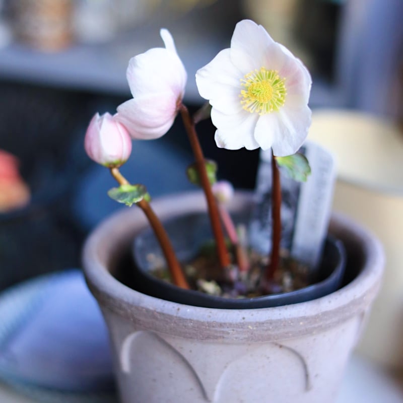 広瀬園芸クリスマスローズ ピンクニゲル4.5寸 | coconiwa