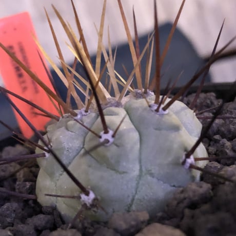 白棘黒王丸 | STORES