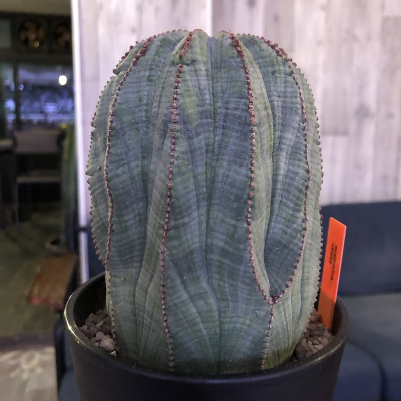 euphorbia obesa《L size》一部木質化した大株オベサ‼︎※限定6株 | p