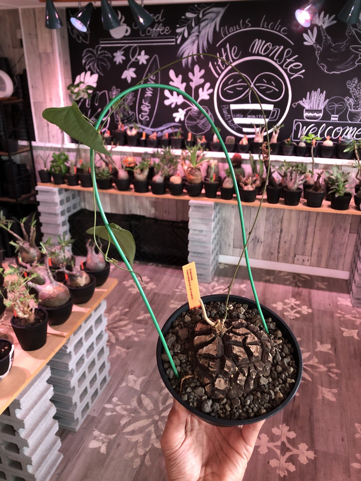 dioscorea macrostachya メキシコ亀甲竜《大きめM size》※現地球ら