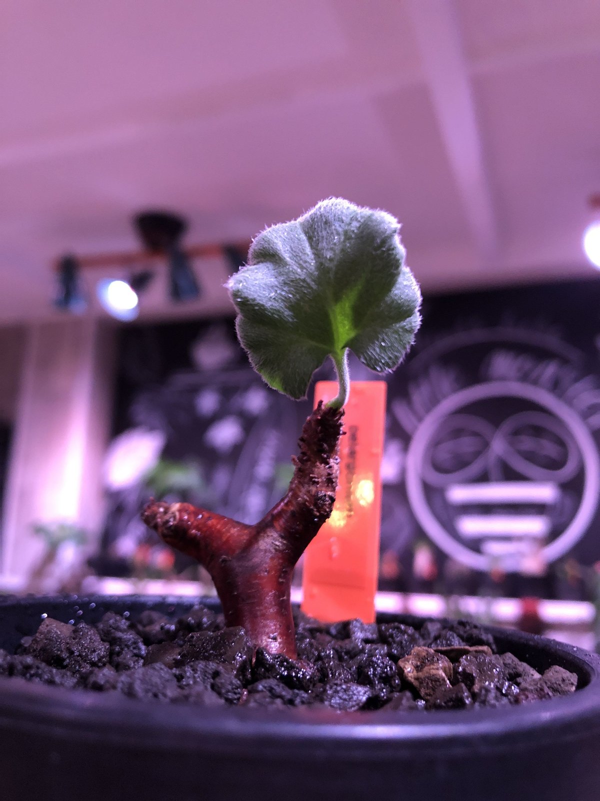 pelargonium mirabile《S size》※現地球発根済株※今後輸入が厳しいミ