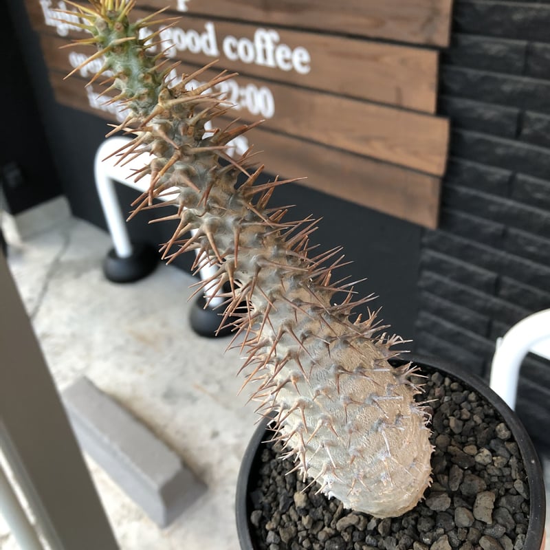 pachypodium ambongense《L size》驚愕激希少種※現地球発根済株※店