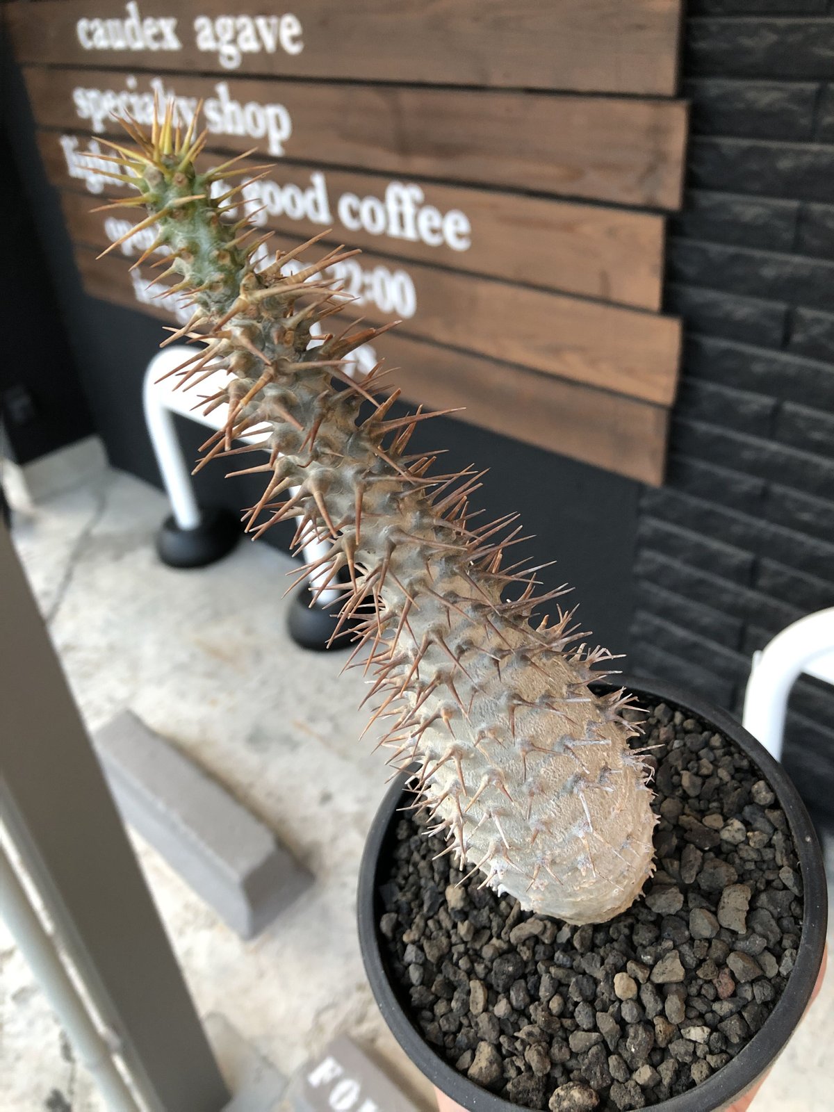 pachypodium ambongense《L size》驚愕激希少種※現地球発根済株※店