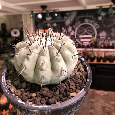 copiapoa黒王丸 | STORES