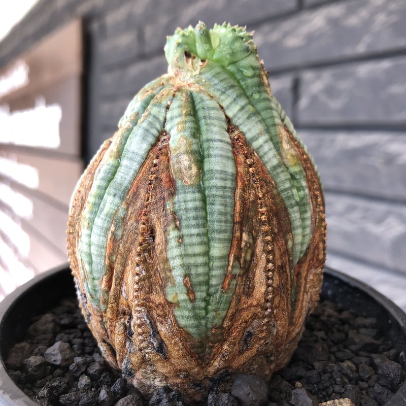 euphorbia obesa old《L size 》※現地球株発根済※極木質化が進みビン