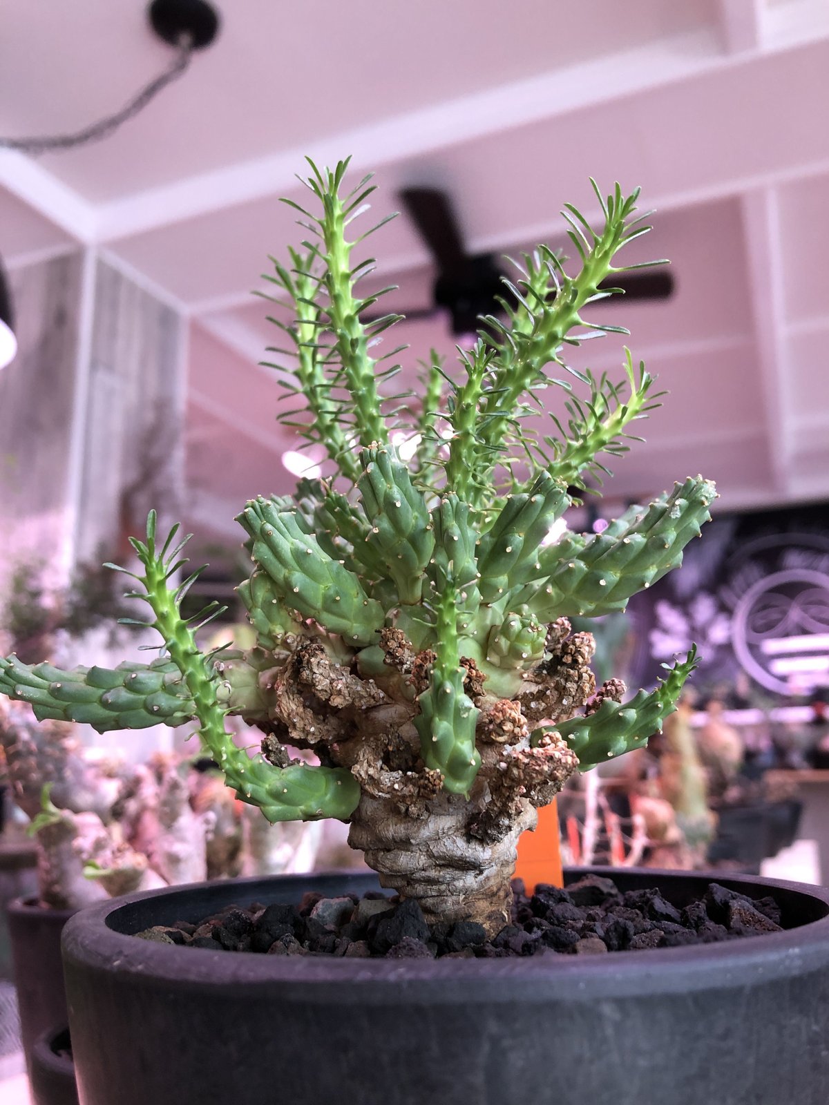 euphorbia ramiglans《L size》※タコものらしい装い‼︎下部から木質化