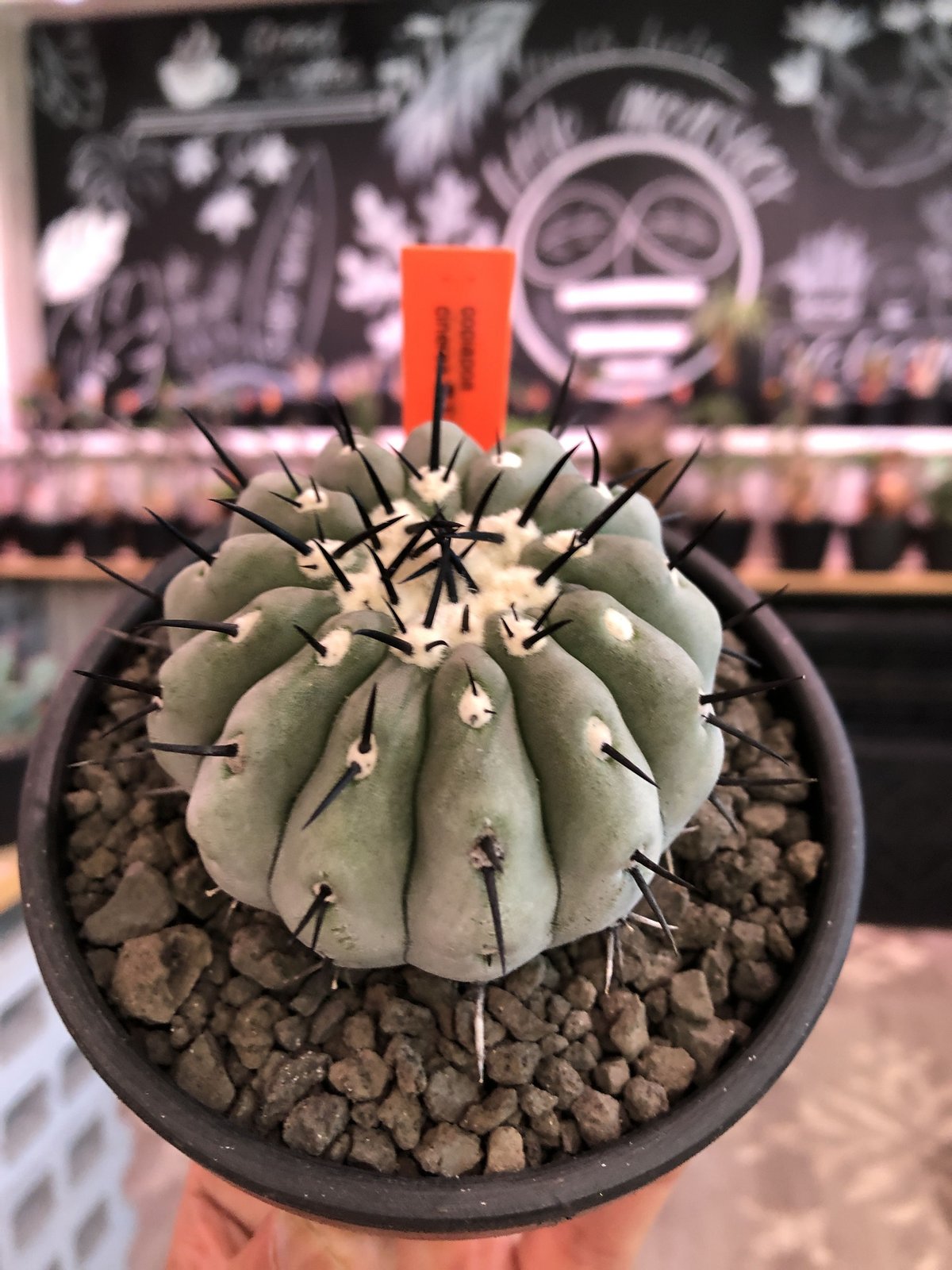 サボテン 黒王丸 輸入球カキコ 【公式通販】