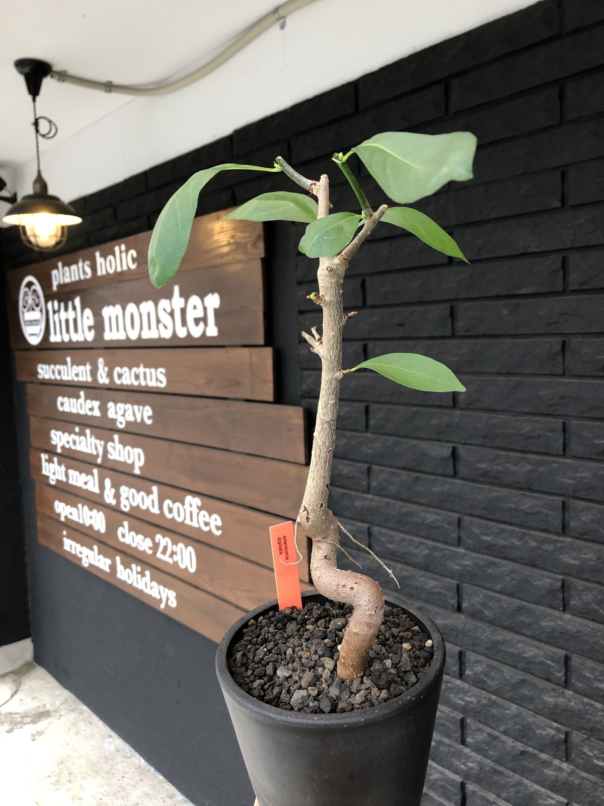 adansonia digitata （バオバブの木）《M size》 ※発根済株※冬季もし