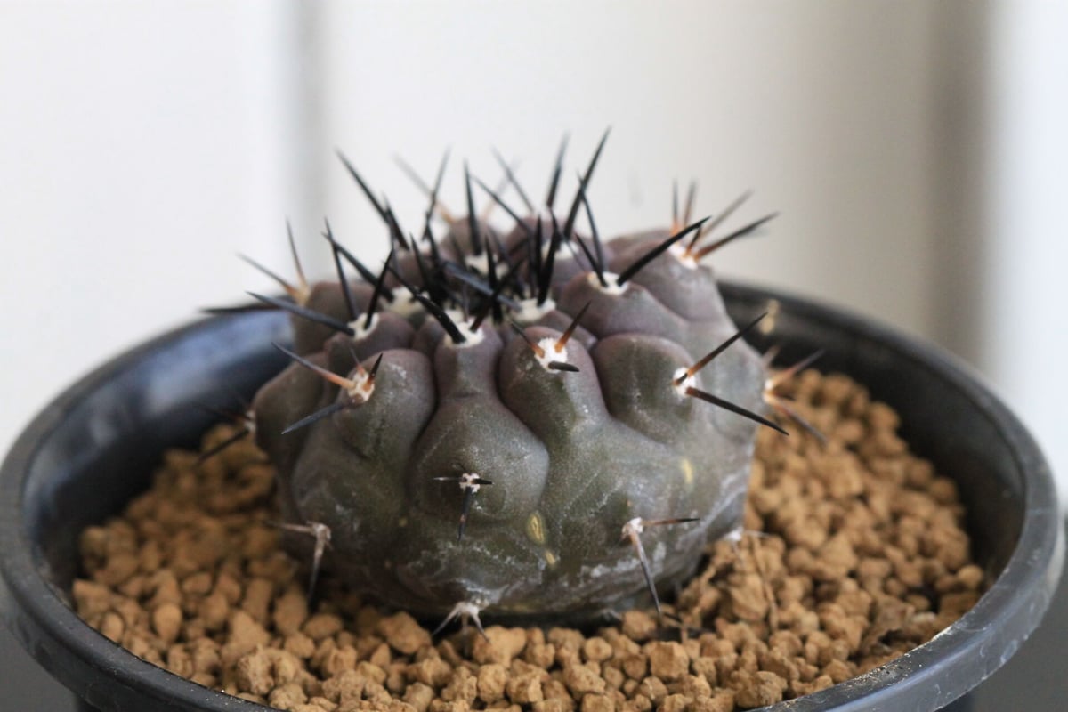 コピアポア 黒王丸 （実生） | hanayoshi-botanical