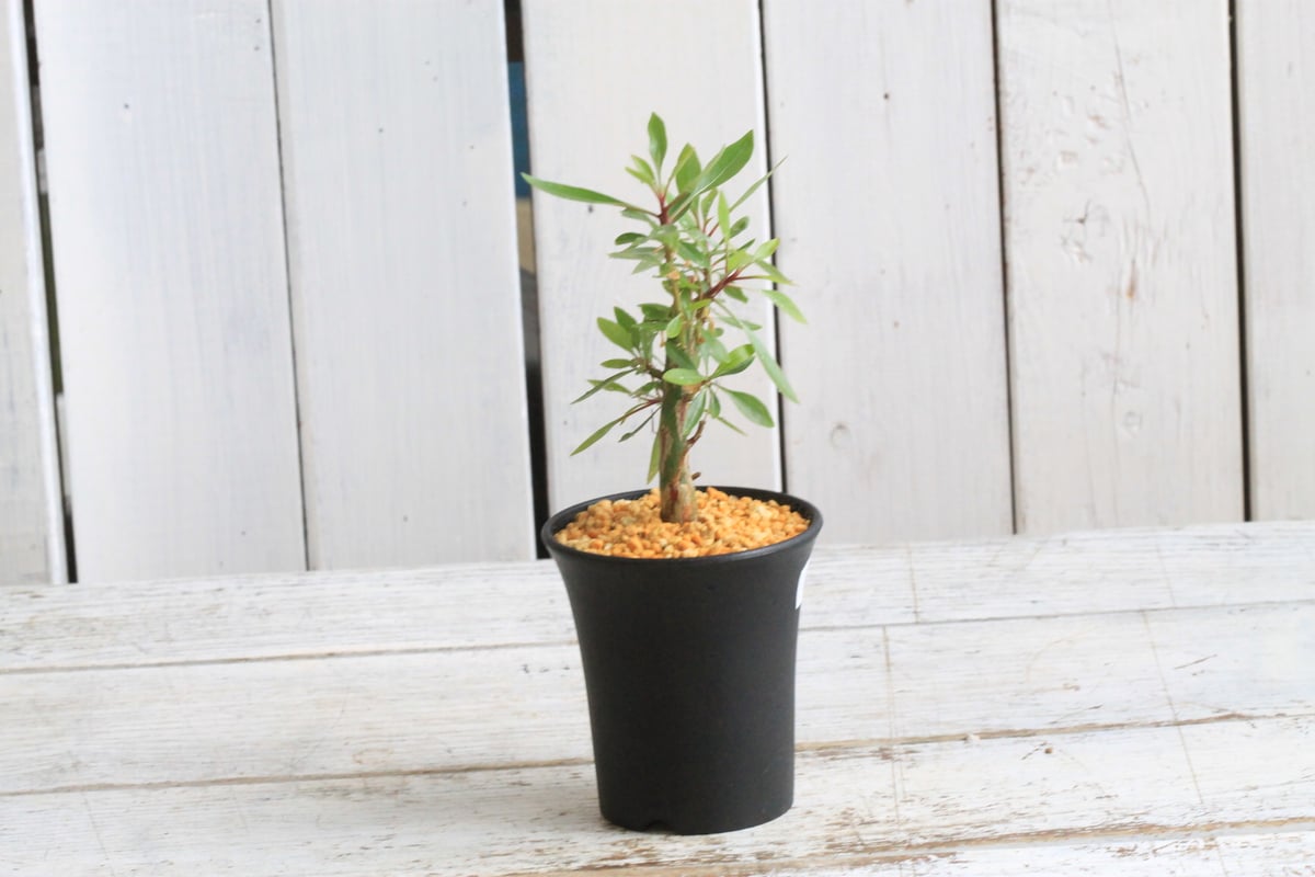 フォークイエリア ファシクラータ×プルプシー（あいのこ）挿し木①