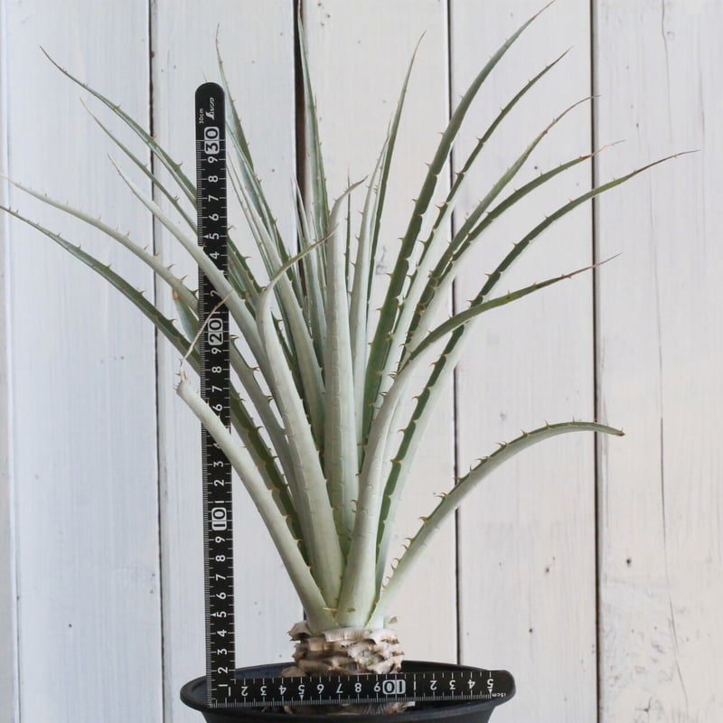 プヤ セルーレア | hanayoshi-botanical