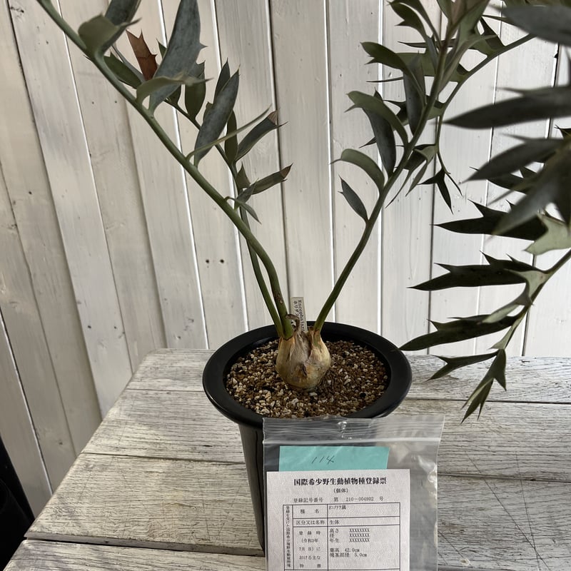 エンセファラルトス ホリダス ドワーフ | hanayoshi-botanical