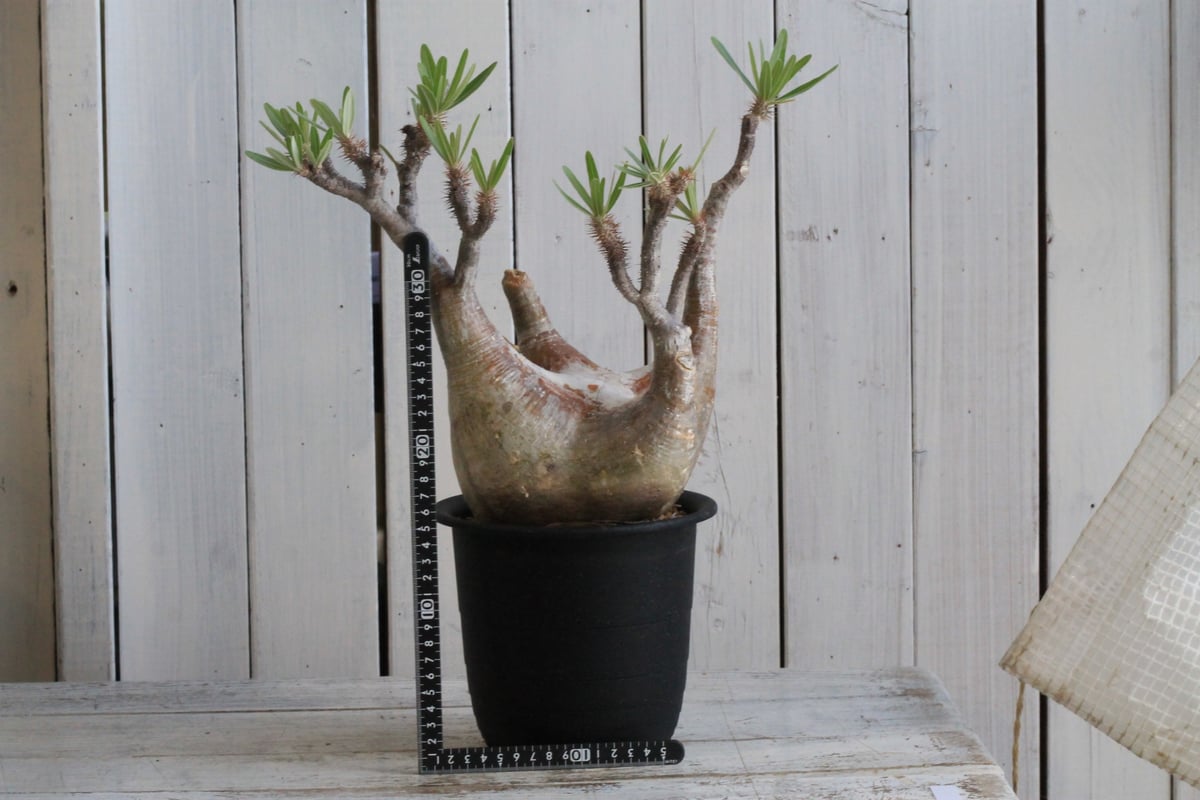 パキポディウム グラキリス 現地球 | hanayoshi-botanical