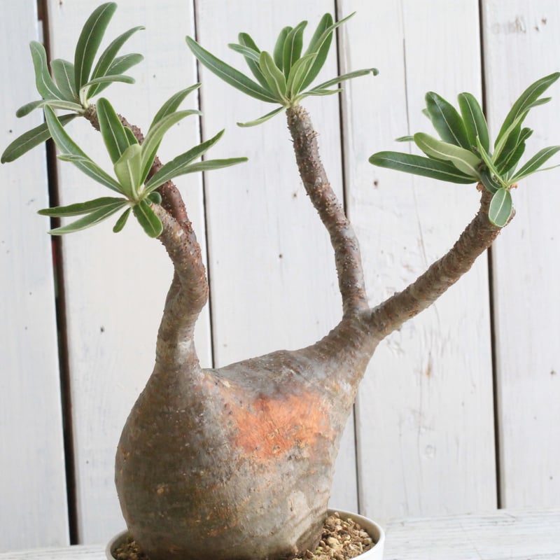 休眠中】パキポディウム・グラキリス 現地球 VALIEM③ 休眠中