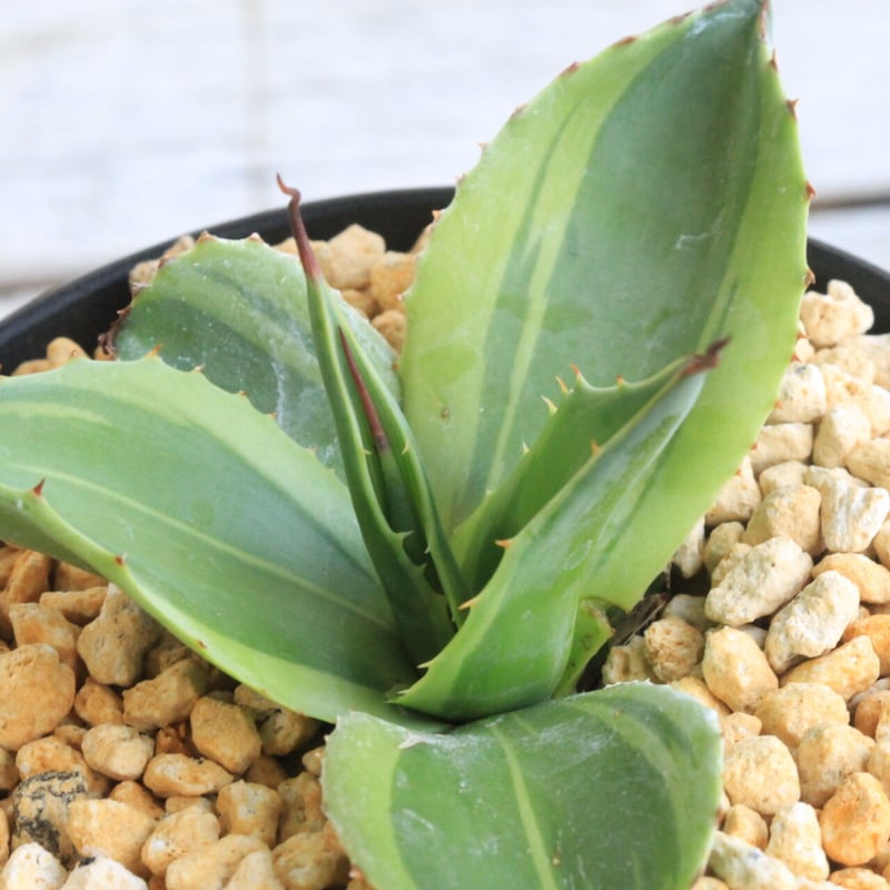 アガベ オバティフォリア キラー | hanayoshi-botanical