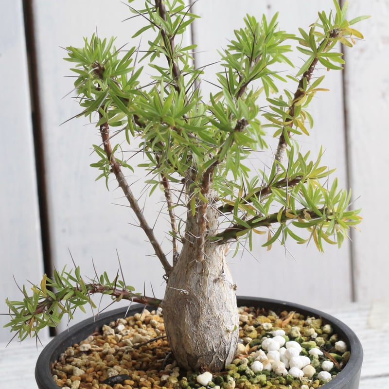 フォークイエリア プルプシー 実生 | hanayoshi-botanical