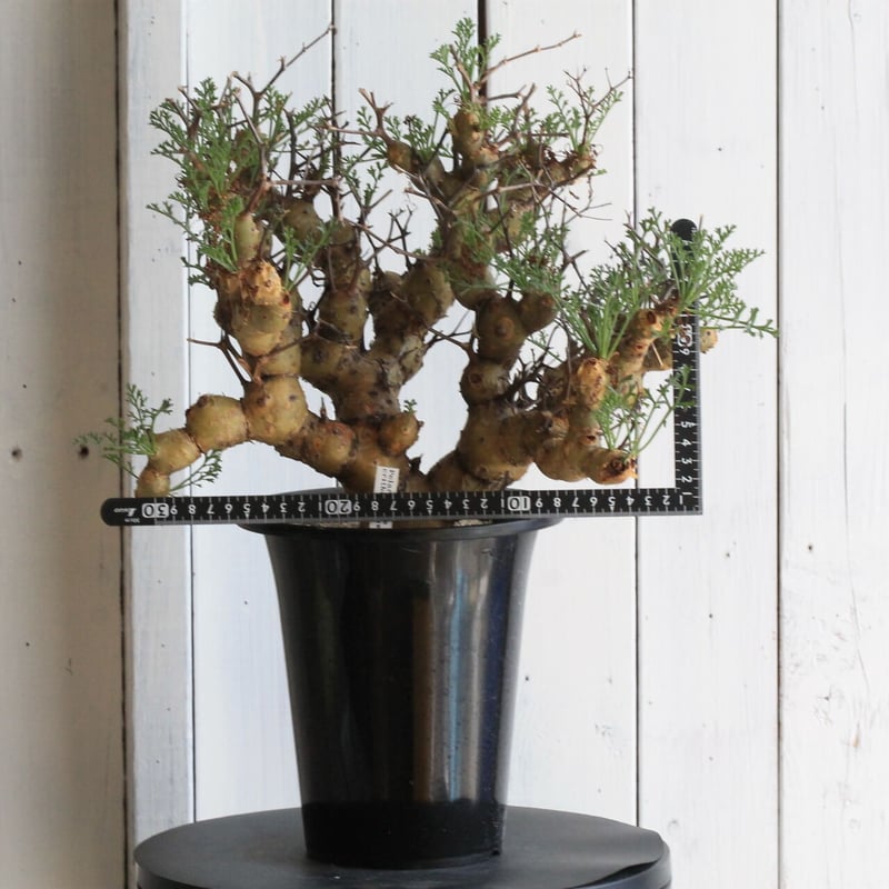 ペラルゴニウム クリズミフォリウム | hanayoshi-botanical