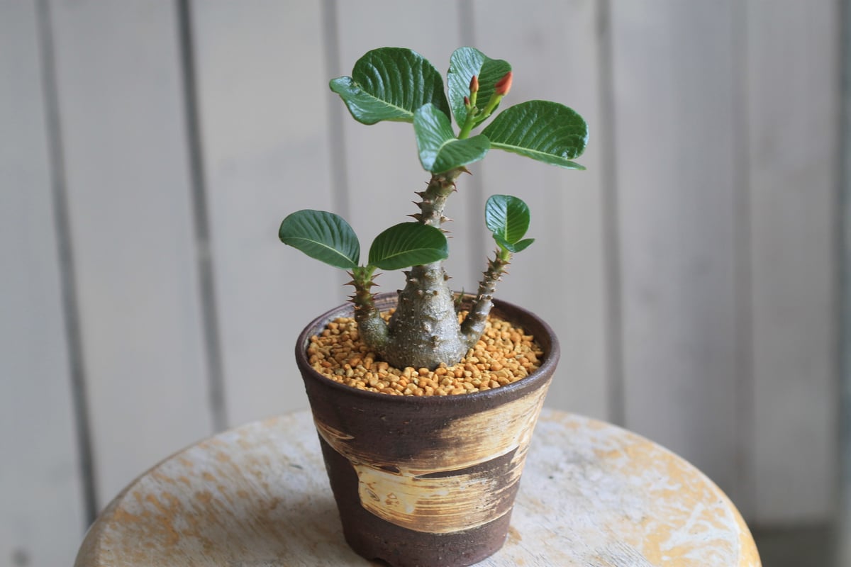 パキポディウム ウィンゾリー 実生 | hanayoshi-botanical