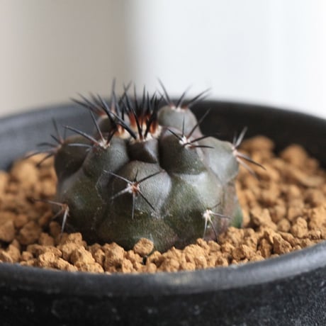 コピアポアデュラ | STORES