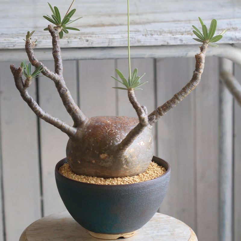 パキポディウム グラキリス yaji²ポット | hanayoshi-botanical