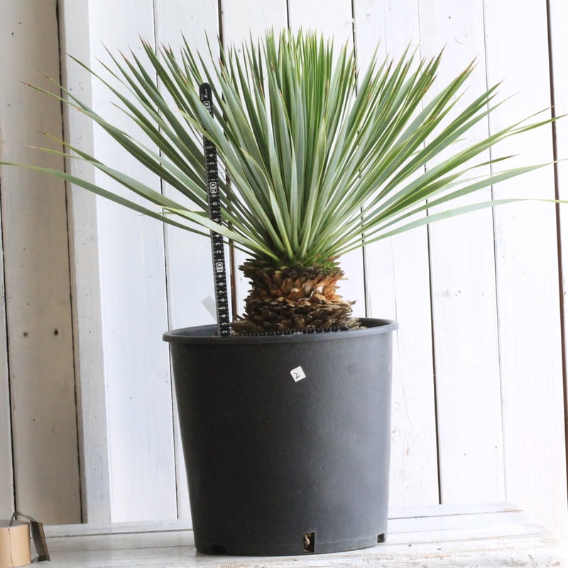 ユッカ ロストラータ ブルーサンダー② | hanayoshi-botanical