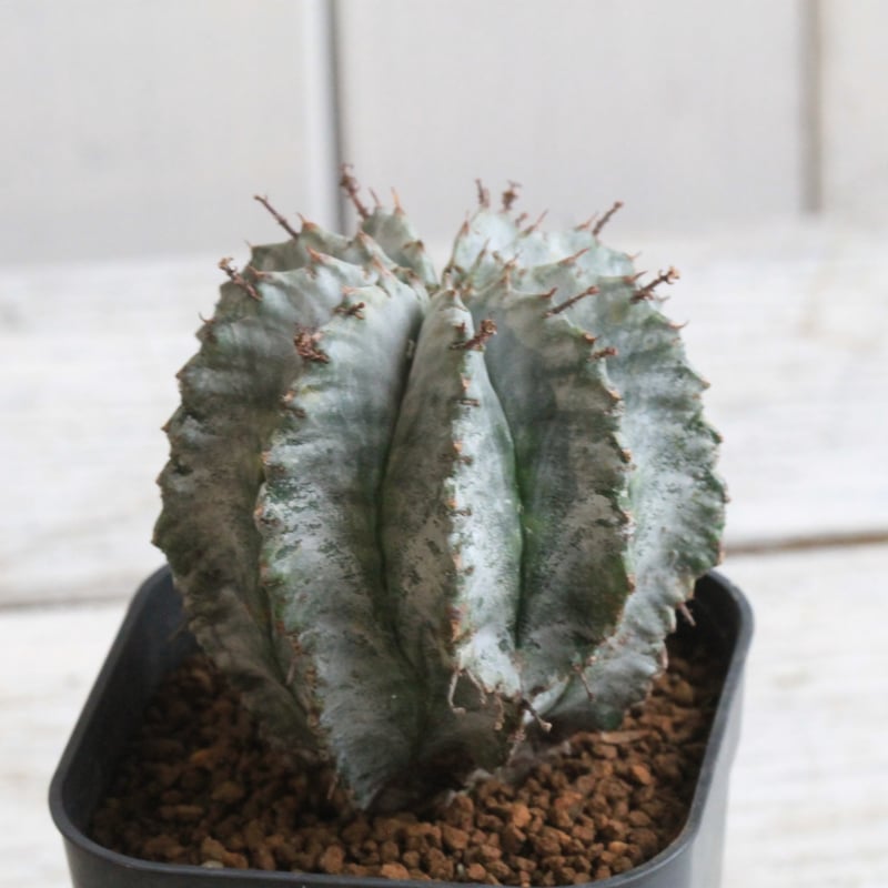 ユーフォルビア ホリダ（V）マジョール | hanayoshi-botanical