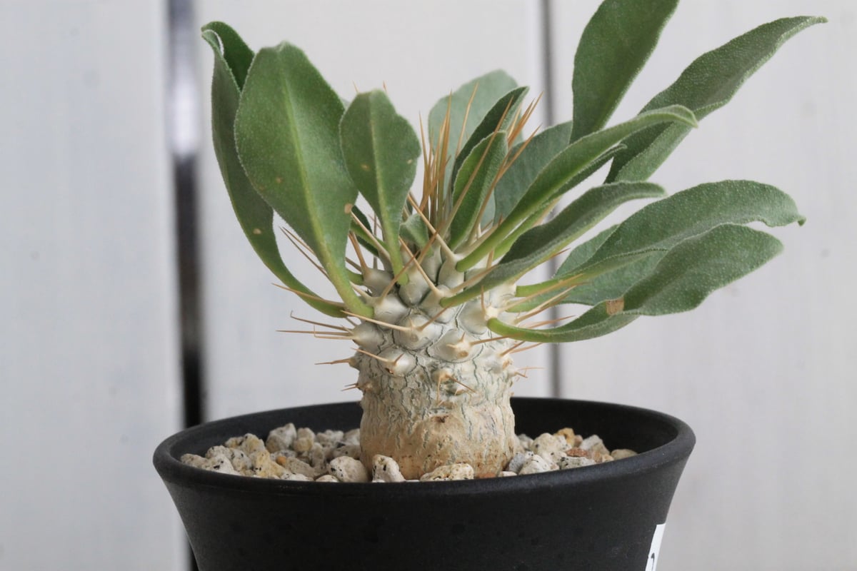 パキポディウム ナマクアナム 光堂（実生）② | hanayoshi-botanical