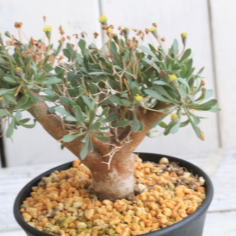 CATEGORY オトンナ | hanayoshi-botanical