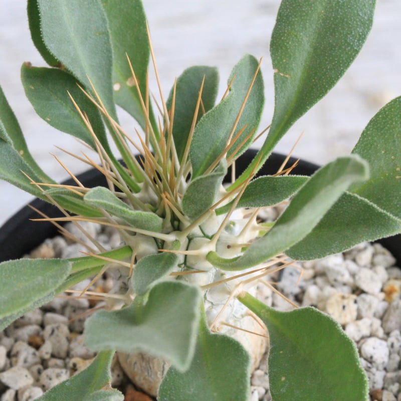 パキポディウム ナマクアナム 光堂（実生）② | hanayoshi-botanical