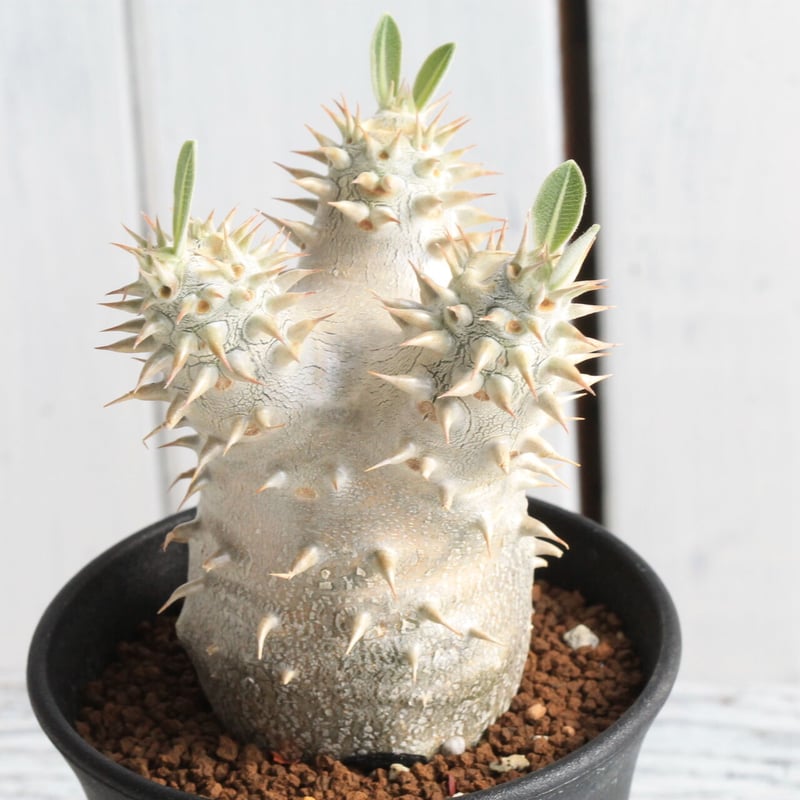 パキポディウム 恵比寿大黒 | hanayoshi-botanical