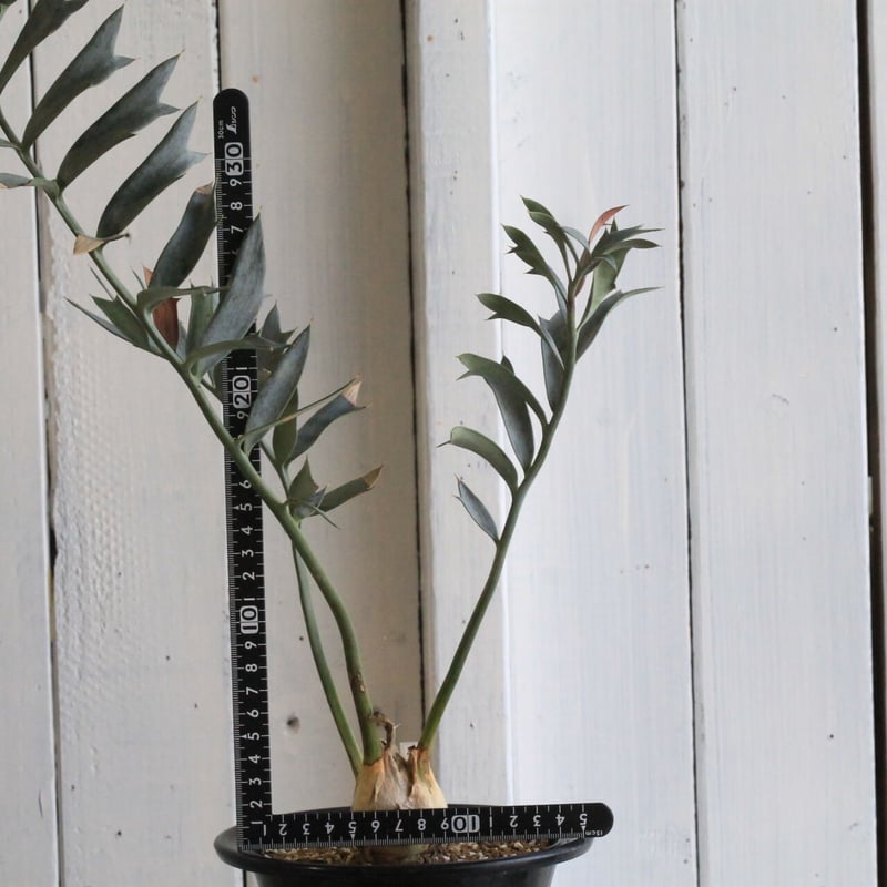 エンセファラルトス ホリダス ドワーフ | hanayoshi-botanical