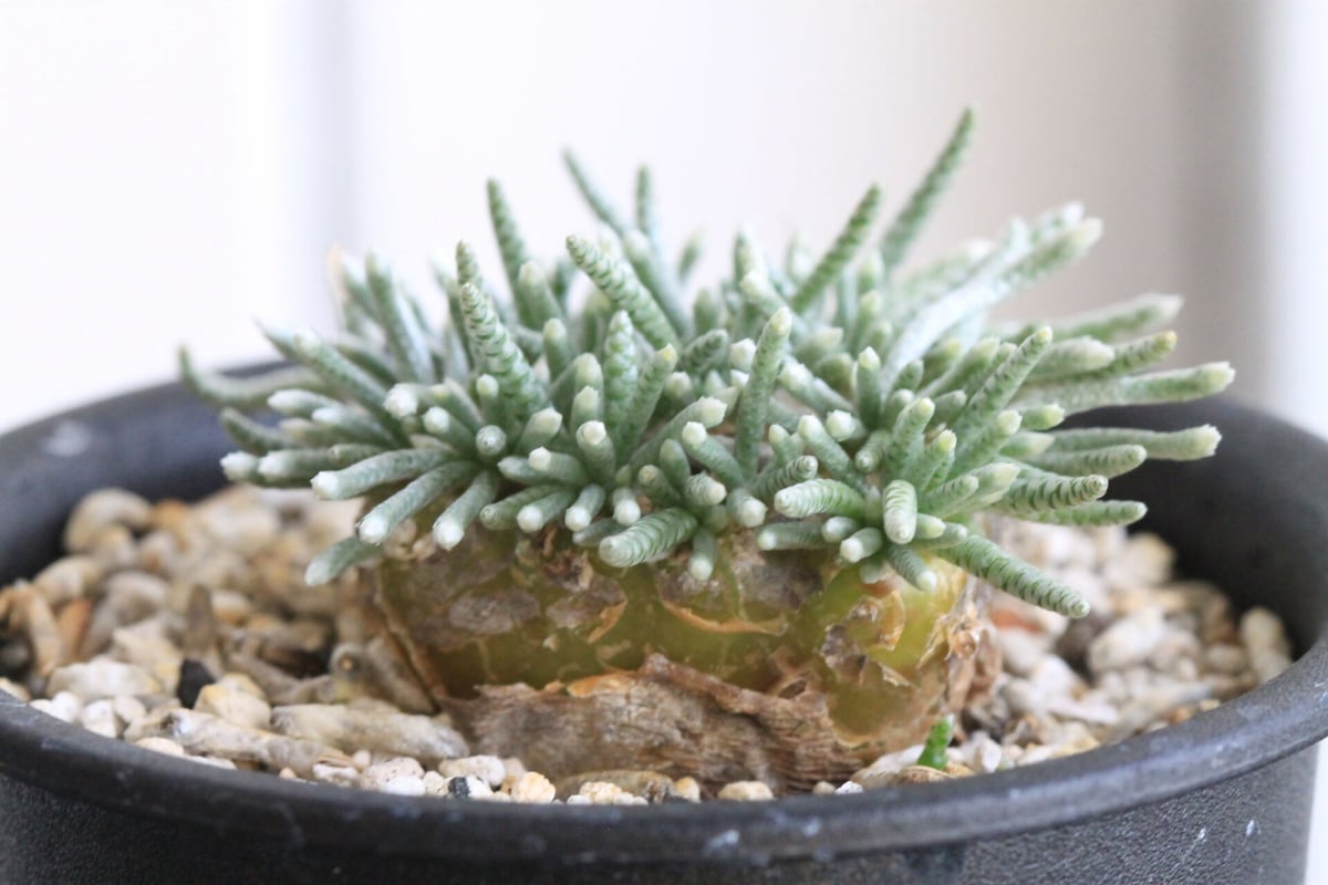 アボニア クイナリア | hanayoshi-botanical