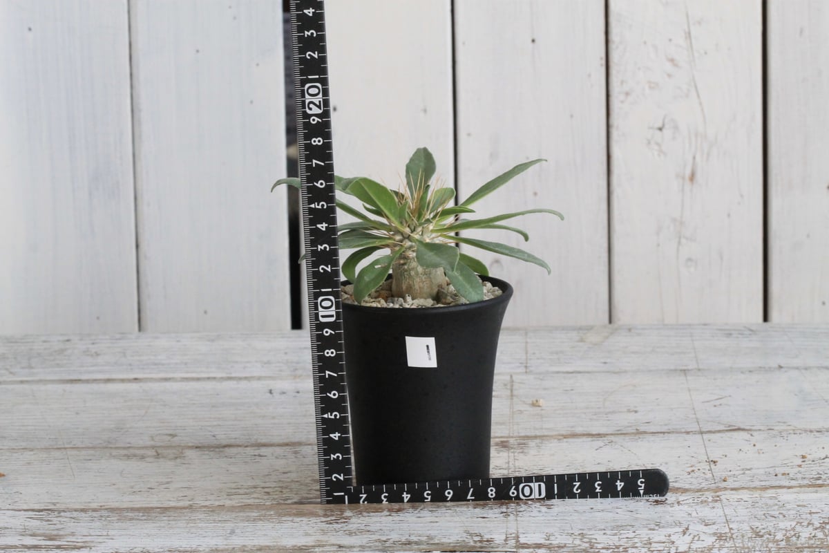 パキポディウム ナマクアナム 光堂（実生）① | hanayoshi-botanical