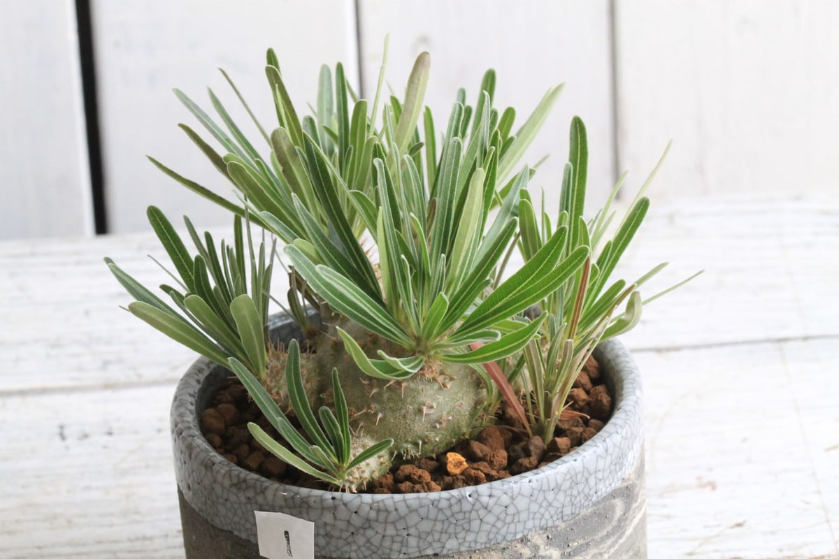 パキポディウム グラキリス実生 鉢ごと パキポディウム グラキリス