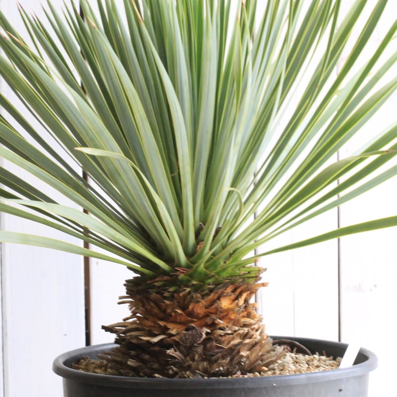 ユッカ ロストラータ ブルーサンダー② | hanayoshi-botanical