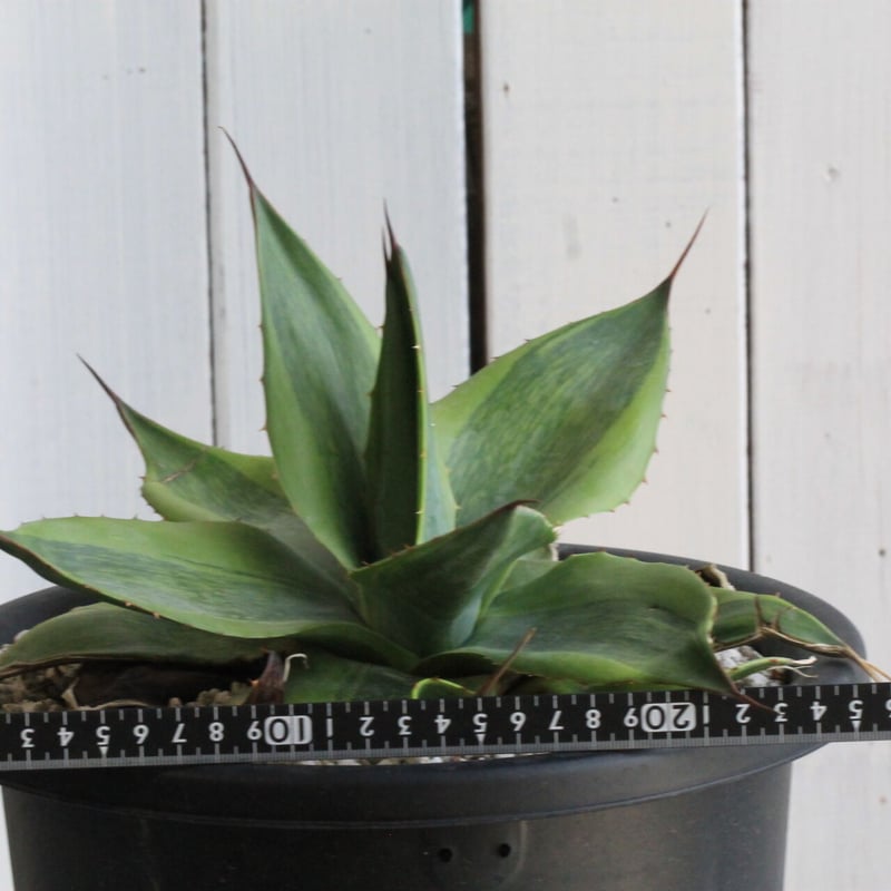 アガベ オバティフォリア キラー | hanayoshi-botanical