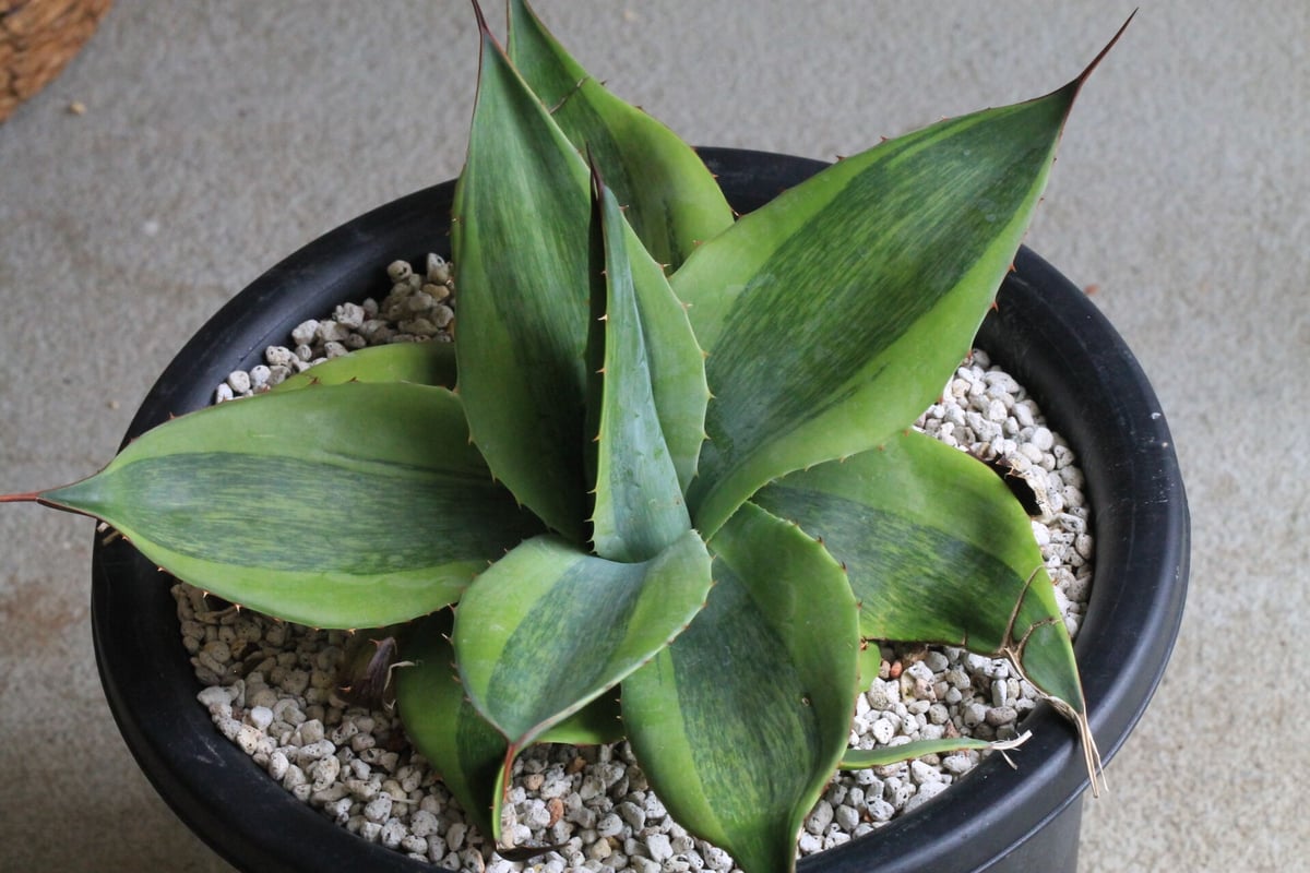 アガベ オバティフォリア キラー | hanayoshi-botanical