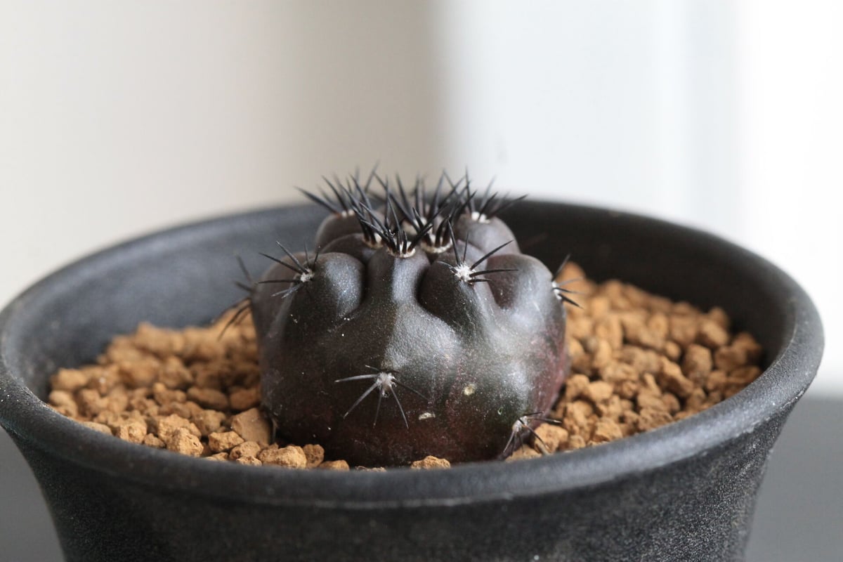 コピアポア デュラ（実生） | hanayoshi-botanical