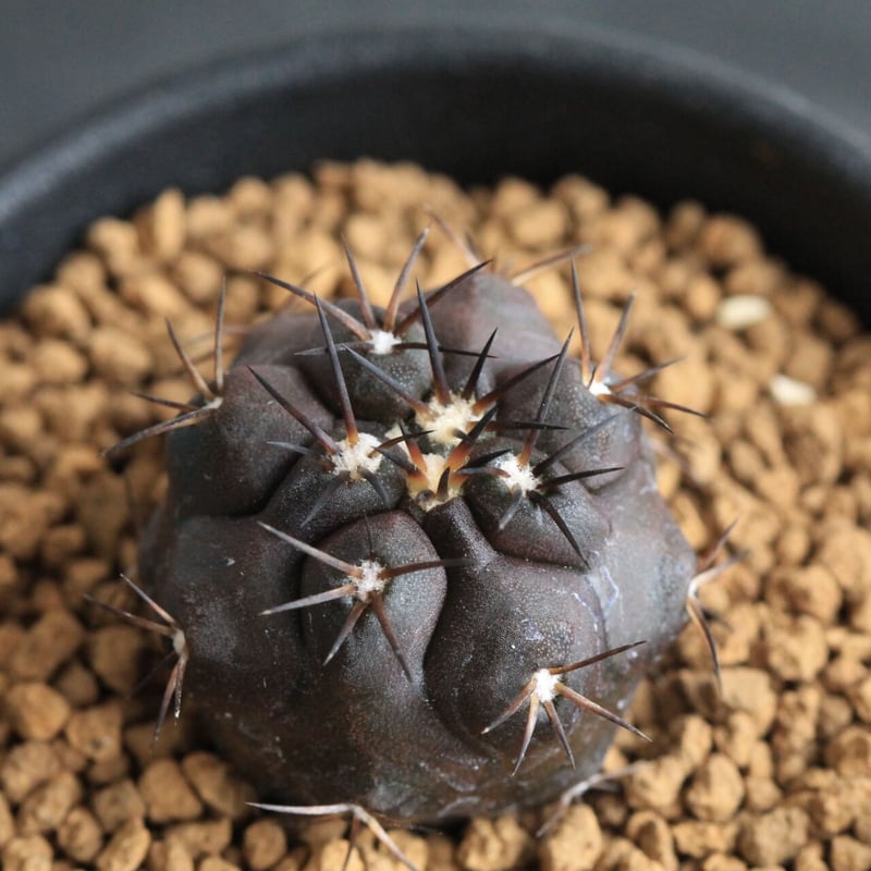 コピアポア デュラ | hanayoshi-botanical