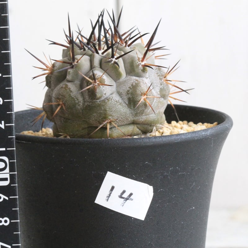 コピアポア シネレア 黒王丸 実生⑭ | hanayoshi-botanical