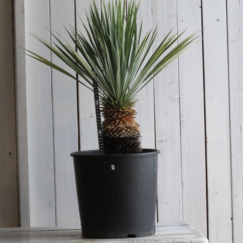 ユッカ ロストラータ ブルーサンダー① | hanayoshi-botanical