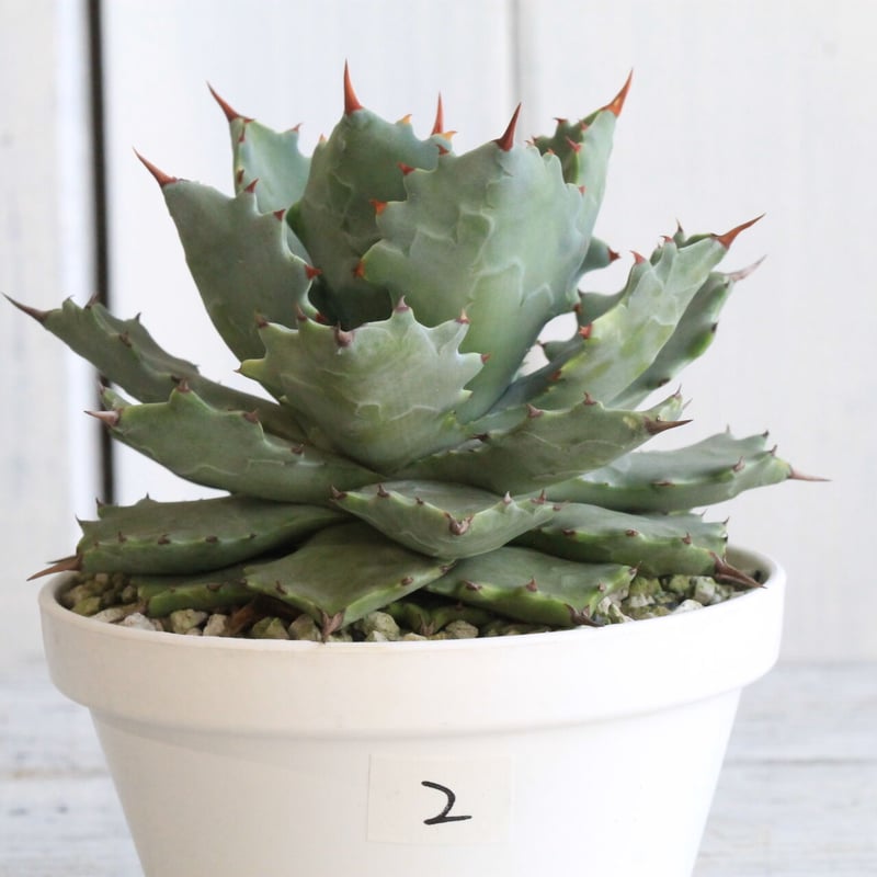 アガベ イシスメンシス 甲蟹（カブトガニ） | hanayoshi-botanical