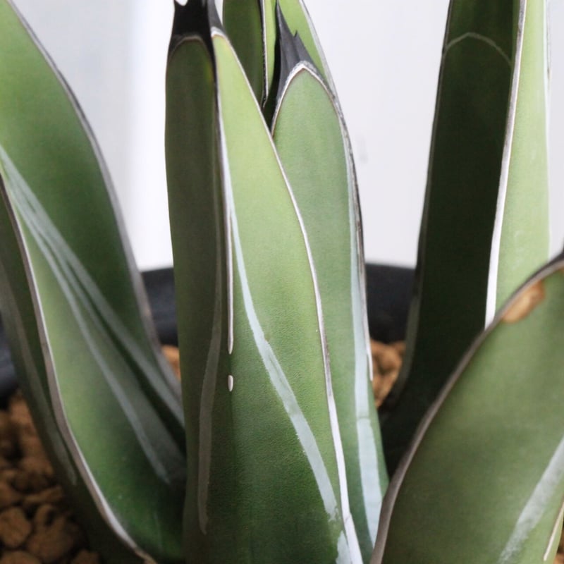 アガベ ニッケルシー 笹吹雪 | hanayoshi-botanical