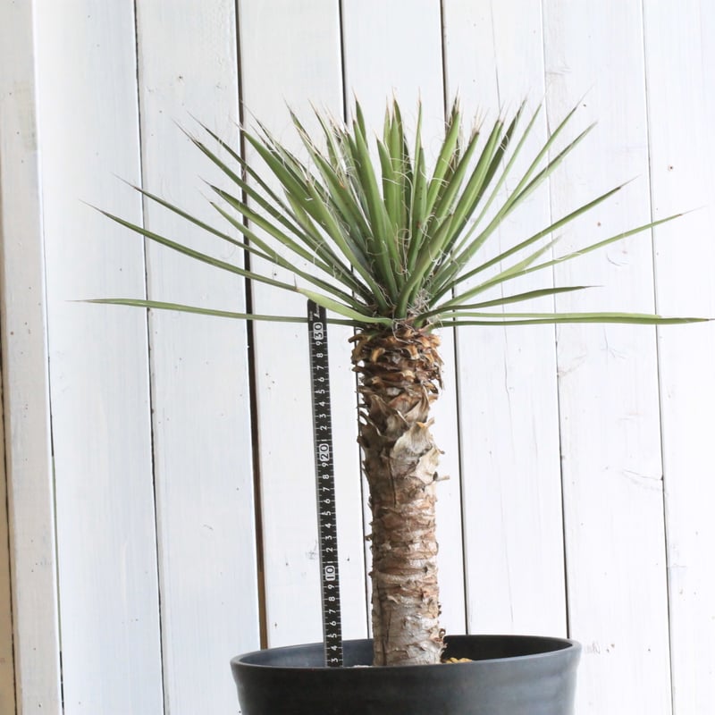 専用出品 特、リピ割り ユッカロストラータ 極太 (む) 専用出品 特割